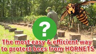 The most easy and efficient way to protect bees from giant hornet