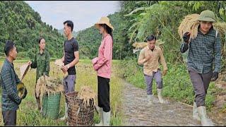 Doctor Bao came to help the police harvest rice while his wife was away for medical treatment