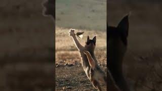 صيد اليوم Caracal Cat in Action # animalfight #wildanimal