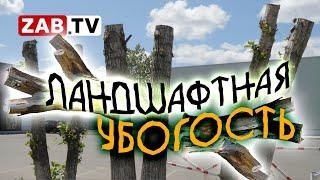 И вновь к вопросу, зачем уродуют деревья в столице Забайкальского края