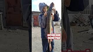 Щука монстр.Ловля щуки. Рыбалка 2024 на щуку удалась. fishing . Big fish.