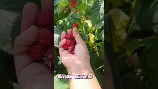 harvesting Raspberries #blowingraspberries #fruit #berries #trending #shortvideo