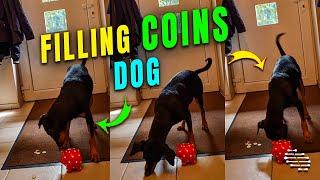 German Pinscher Filling Coins into a Piggybank