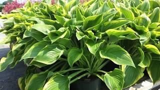 Hosta 'Victory' - Hosta of the Year (2015)