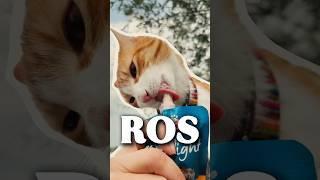 How To Always Find Your Cat