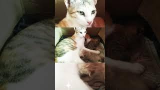 Cat lover's Noora Creation