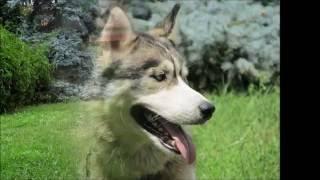 Loki | dog guard team
