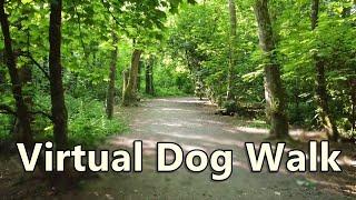 Walk Your Dog TV ~ Virtual Dog Walking ~ In to The Woods