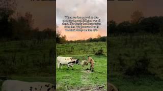 Meet our rescued QUEEN #animalrescue #animalsanctuary #secondchances #cowstory