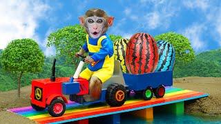 BiBi Monkey drive full of Watermelon Tractor to make Juicy Dessert on the farm | COA Animal