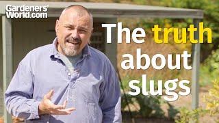 Are you attracting MORE SLUGS with this COMMON DETERRENT?