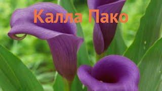 Калла обыкновенная Пако (calla paco)  калла Пако обзор: как сажать луковицы каллы Пако