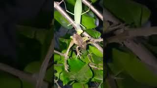 Mantis Kills Frog #shorts #wildlife  #frog #animals #nature #photography #forest #shortsvideo #viral