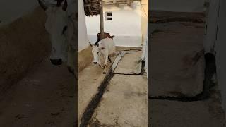 chhoti chhoti gaiya chote chote gwal #cow #viralshort #merigaiya #cowvideos #cowfeed #dairycows