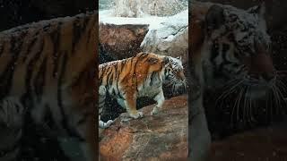 Amur Tiger in Snow | Sedgwick County Zoo