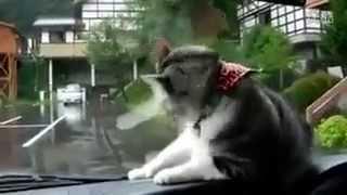 funny cat playing with wiper :p