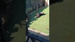 Rottweiler Has the Best Day Ever! (Sunbath, Swim, and More)