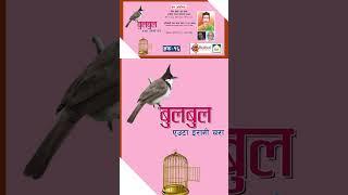 #bulbul #nepalichhapro #achyutghimirebulbul #nepalisahitya #gazalprogram #gazal #gazalbachan #shorts