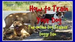 How To Train Your Dog - Doggy Dan - The Online Dog Trainer