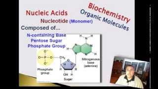 Nucleic Acids