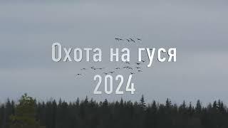 Охота на гуся 2024. История одного налёта!!! #охота_на_гуся #охота #hunting