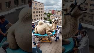 Pregnant White Camel recover by doctor's #humanity #camel #desertcamel #treatment #animals ##rescue