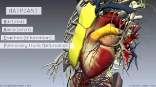 Sternal Angle - Angle of Louis - 3D Anatomy Tutorial