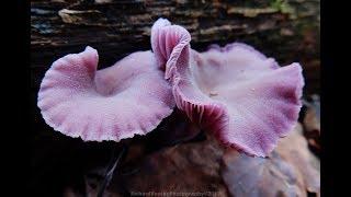 natuurfotografie macro- paddenstoelen- door Richard Koning Photography