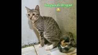 Kucing Lucupart.5#cat #trending #kucing13 #video #mickey13 #pets #shorts #animals #funny #fyp13