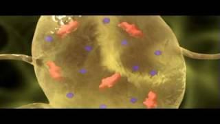 Neuron Resting Potential