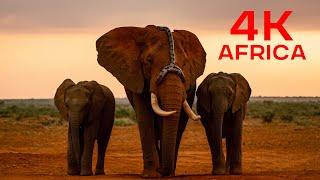 Local and rural life of African elephants