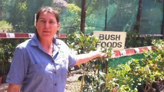 Shop Tour Daleys Fruit Tree Nursery Kyogle NSW Australia DaleysFruit.com.au