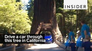 You can drive your car through this tree in California