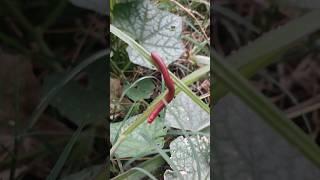 Why stay away from insects?#shorts#youtube shorts#youtube #viral#yt7777