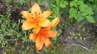 Lilium  - 'Royal Trinity' - Garðliljur - Liljublóm - Laukplöntur - Sumarblóm