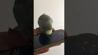 Budgie whistles and acts out to Bohemian Rhapsody 