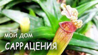 САРРАЦЕНИЯ хищные растения