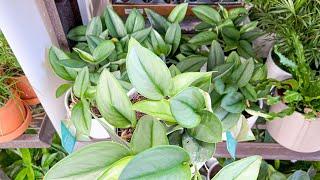 Lets Go Plant Shopping at Lowes | Big Box Store Houseplants | Costa Farms Indoor Plants