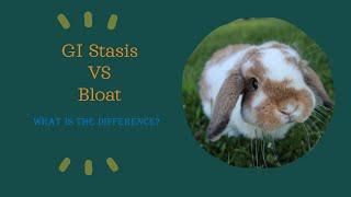 What is Gi Stasis and Bloat in rabbits?