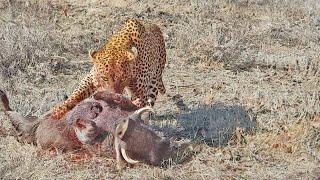 Leopard Performs Open-Heart Surgery on Warthog