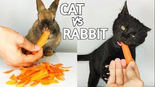 CAT vs RABBIT Eating Carrot ASMR