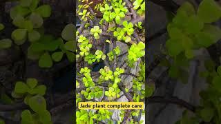 jade plant Complete care #gardeningwithnanav #jadeplant #shorts