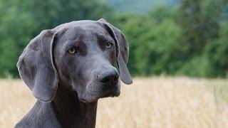 ***Weimaraner Potty-Training Free-Mini Course***