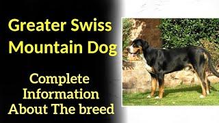 Greater Swiss Mountain Dog. Pros and Cons, Price, How to choose, Facts, Care, History