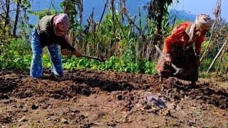 Pyaj Ropna Bari khanda Aalu Kati Dherai ..|| Village Life|| Harvesting