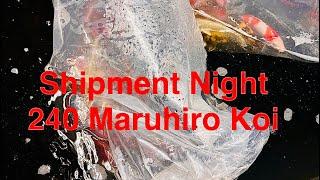 240 NEW JAPANESE KOI CARP ARRIVE AT ELITE KOI! Maruhiro Koi Farm Shipment Unboxing Video