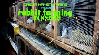 Rabbit Farming in Kenya- Green Haven Farms