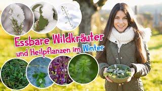 Wildkräuter im Winter  Heilkräfte und versteckte Schätze der Natur entdecken ️ #wildkräuter