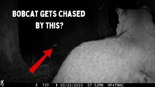 My Top 10 Trail camera videos!  #trailcamera  #animals #nature