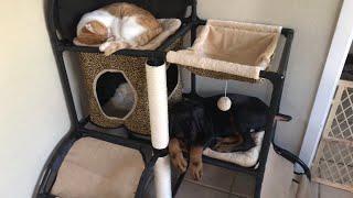 Funny Doberman puppy loves to sleep in cat house  #LokiTheDoberman